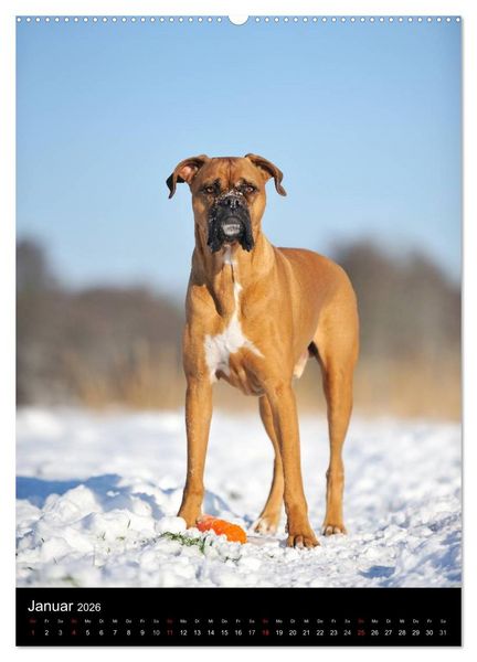 Produktbild: Boxer? Na klar! (hochwertiger Premium Wandkalender 2026 DIN A2 hoch), Kunstdruck in Hochglanz