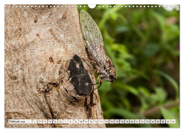 Produktbild: INSEKTEN GANZ NAHE (Wandkalender 2026 DIN A3 quer), CALVENDO Monatskalender