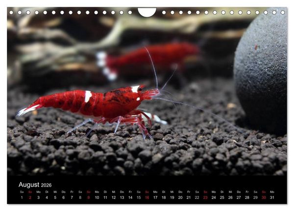 Produktbild: Zwerggarnelen - gepanzerte Juwelen im Aquarium (Wandkalender 2026 DIN A4 quer), CALVENDO Monatskalender