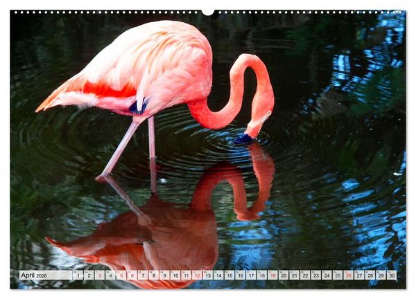 Produktbild: FLORIDA Paradiesischer Sonnenscheinstaat (Wandkalender 2026 DIN A2 quer), CALVENDO Monatskalender