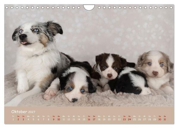 Produktbild: Mini Australian Shepherd, eine ganz besondere Rasse (Wandkalender 2027 DIN A4 quer), CALVENDO Monatskalender