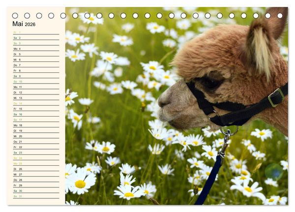 Produktbild: Alpakas im Blumenzauber (Tischkalender 2026 DIN A5 quer), CALVENDO Monatskalender