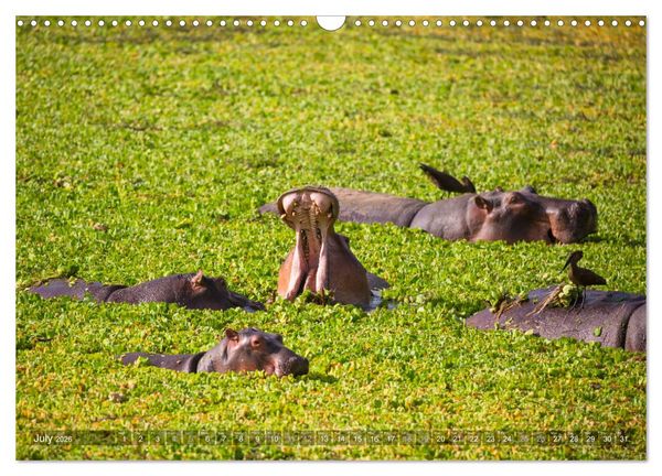 Produktbild: Zambia (Wall Calendar 2026 DIN A3 landscape), CALVENDO 12 Month Wall Calendar