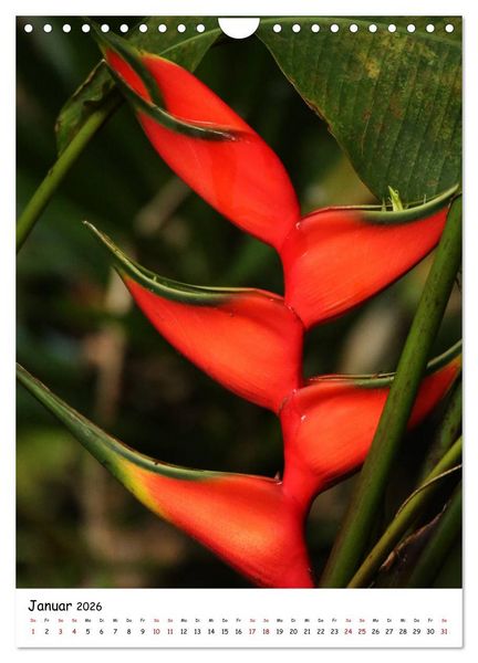 Produktbild: Costa Rica - Fauna & Flora (Wandkalender 2026 DIN A4 hoch), CALVENDO Monatskalender