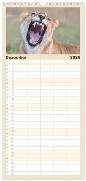 Produktbild: Familienplaner 2026 - L&ouml;wen - Raubkatzen Afrikas mit 5 Spalten (Wandkalender, 21 x 45 cm) CALVENDO