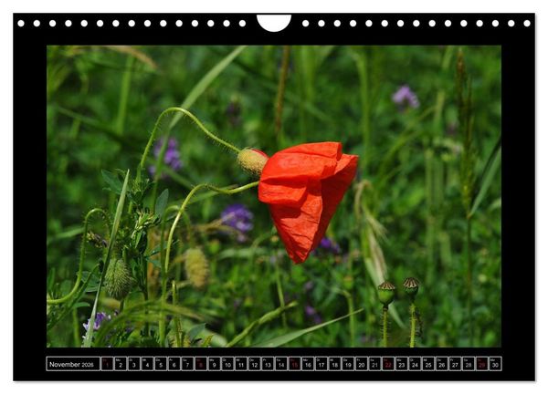 Produktbild: Roter Mohn, bunte Wiesen (Wandkalender 2026 DIN A4 quer), CALVENDO Monatskalender