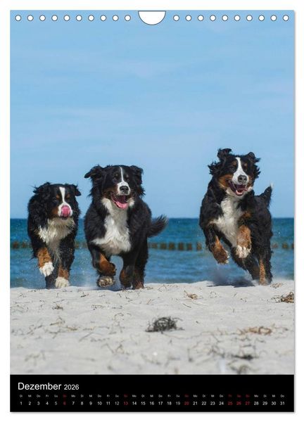 Produktbild: Berner Sennenhund 2026 (Wandkalender 2026 DIN A4 hoch), CALVENDO Monatskalender