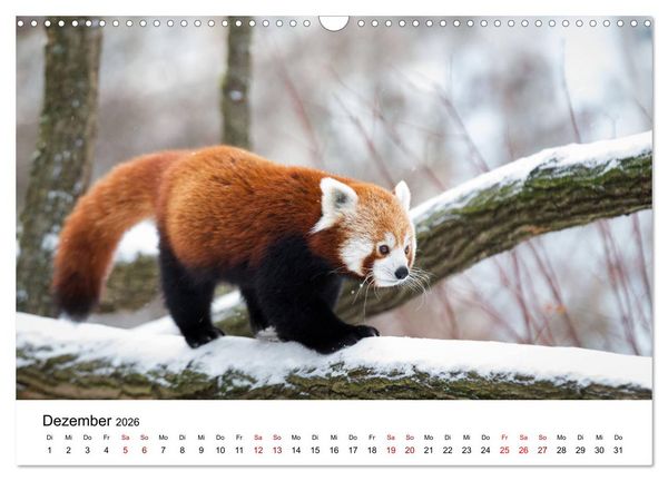Produktbild: Rote Pandas - geschickte Kletterer (Wandkalender 2026 DIN A3 quer), CALVENDO Monatskalender