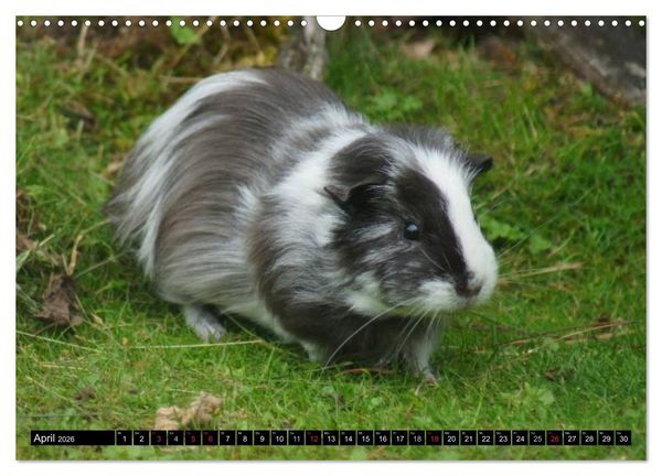 Produktbild: Kuschelige Meerschweinchen (Wandkalender 2026 DIN A3 quer), CALVENDO Monatskalender