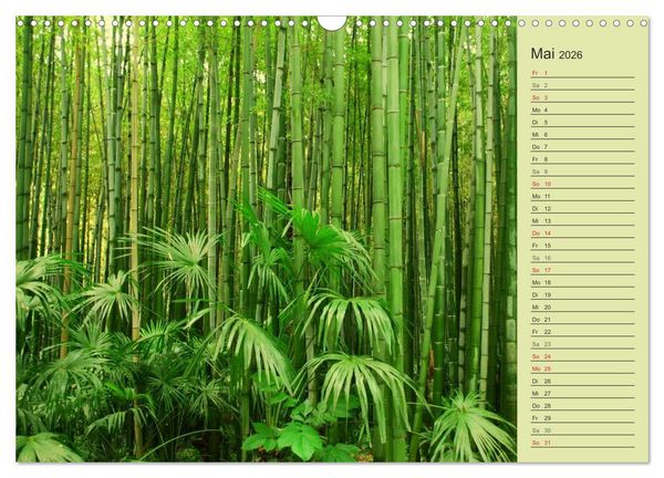 Produktbild: BAMBUS (Wandkalender 2026 DIN A3 quer), CALVENDO Monatskalender