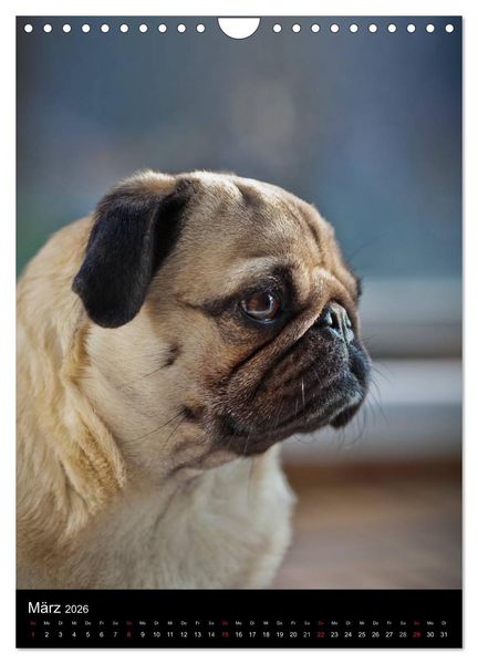 Produktbild: Das Mops-Jahr 2026 (Wandkalender 2026 DIN A4 hoch), CALVENDO Monatskalender