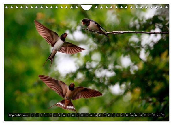 Produktbild: V&Ouml;GEL (Wandkalender 2026 DIN A4 quer), CALVENDO Monatskalender