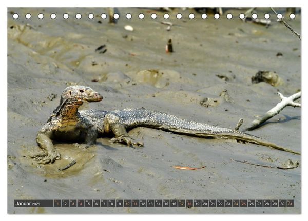 Produktbild: Tiere Indiens close up (Tischkalender 2026 DIN A5 quer), CALVENDO Monatskalender