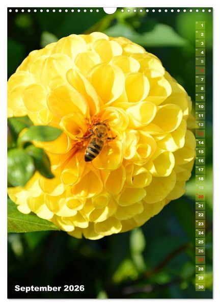 Produktbild: Dahlien - Bl&uuml;tentr&auml;ume (Wandkalender 2026 DIN A3 hoch), CALVENDO Monatskalender