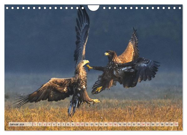 Produktbild: Majest&auml;tische Seeadler (Wandkalender 2026 DIN A4 quer), CALVENDO Monatskalender