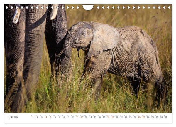Produktbild: Safari Kenia (Wandkalender 2026 DIN A4 quer), CALVENDO Monatskalender
