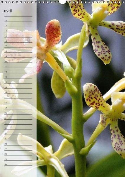 Produktbild: Blank, R: Fleurs tropicales / calendrier anniversaire (Calen