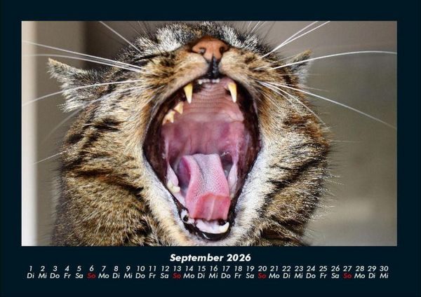 Produktbild: F&uuml;r Katzenfreunde 2026 Fotokalender DIN A4