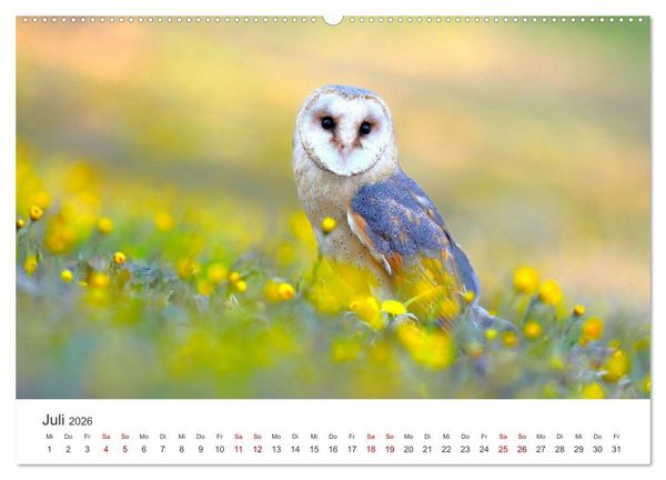 Produktbild: Eulen - Wachsame und geheimnisvolle Augen (hochwertiger Premium Wandkalender 2026 DIN A2 quer), Kunstdruck in Hochglanz
