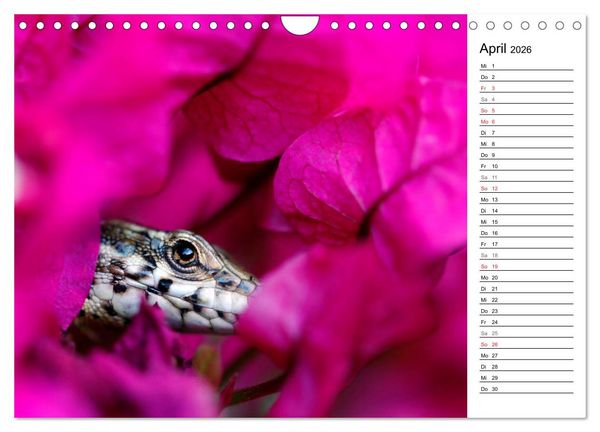 Produktbild: Wildromatisches Korsika (Wandkalender 2026 DIN A4 quer), CALVENDO Monatskalender