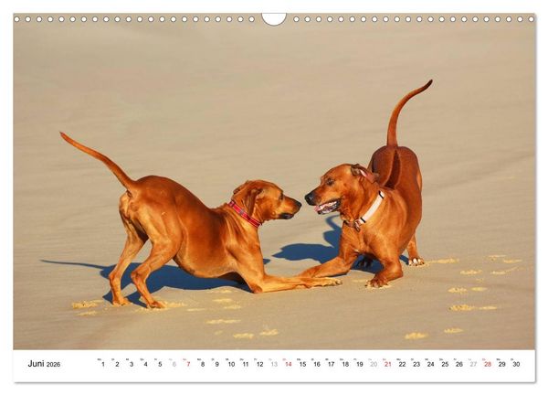 Produktbild: Rhodesian Ridgebacks (Wandkalender 2026 DIN A3 quer), CALVENDO Monatskalender