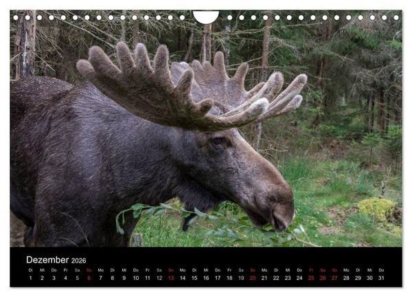 Produktbild: Wundersch&ouml;nes Schweden (Wandkalender 2026 DIN A4 quer), CALVENDO Monatskalender