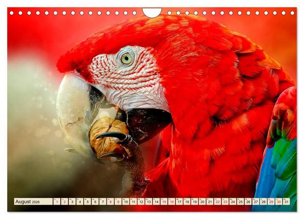 Produktbild: Mein bunter Papagei (Wandkalender 2026 DIN A4 quer), CALVENDO Monatskalender