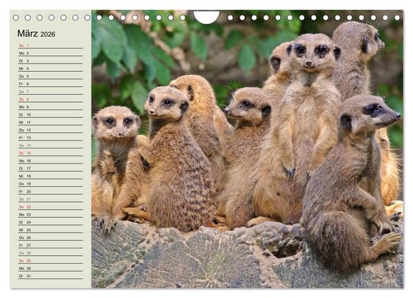 Produktbild: Erdm&auml;nnchen (Wandkalender 2026 DIN A4 quer), CALVENDO Monatskalender