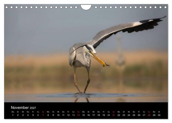 Produktbild: Reiher - Der Tanz auf dem Wasser (Wandkalender 2027 DIN A4 quer), CALVENDO Monatskalender