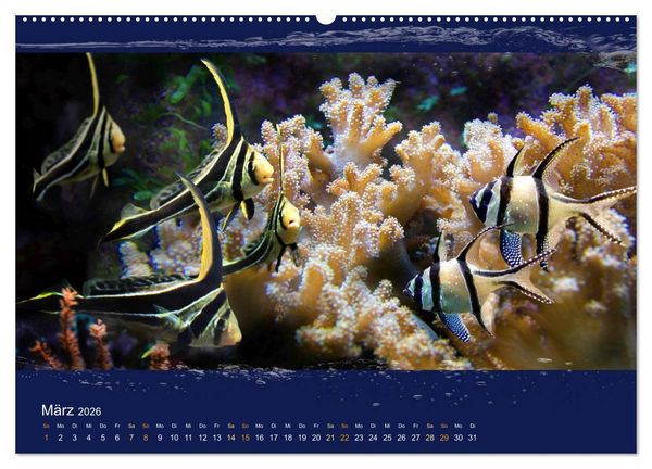 Produktbild: Korallenfische im Lichtschimmer des Meeres (hochwertiger Premium Wandkalender 2026 DIN A2 quer), Kunstdruck in Hochglanz