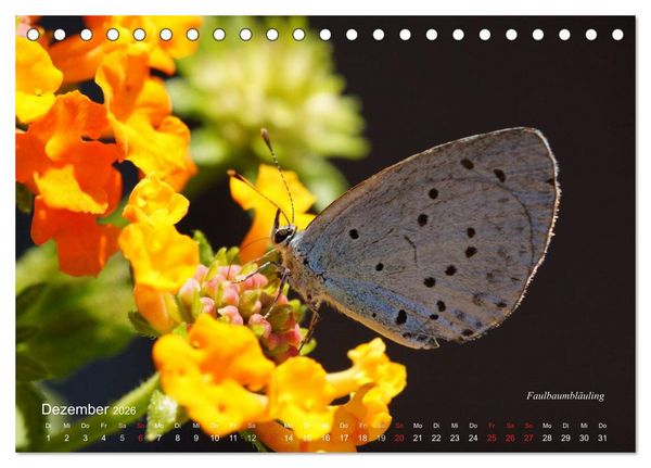 Produktbild: Gro&szlig;e und kleine Schmetterlinge (Tischkalender 2026 DIN A5 quer), CALVENDO Monatskalender