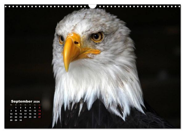 Produktbild: Greifv&ouml;gel, Eulen und K&auml;uze (Wandkalender 2026 DIN A3 quer), CALVENDO Monatskalender