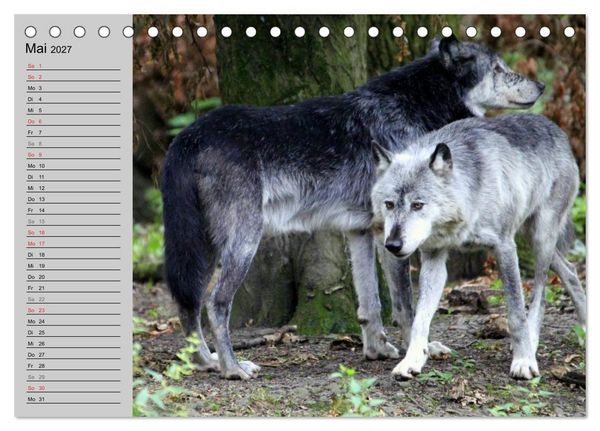 Produktbild: Im Rudel Zuhause - Der Wolf (Tischkalender 2027 DIN A5 quer), CALVENDO Monatskalender