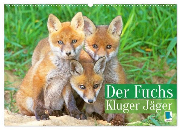 Produktbild: Der Fuchs: Kluger J&auml;ger (Wandkalender 2026 DIN A2 quer), CALVENDO Monatskalender