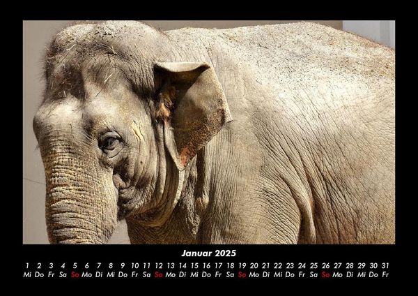 Produktbild: Der Elefantenkalender 2025 Fotokalender DIN A3