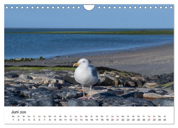 Produktbild: Ostfriesland - Ein Jahr in Bildern (Wandkalender 2026 DIN A4 quer), CALVENDO Monatskalender