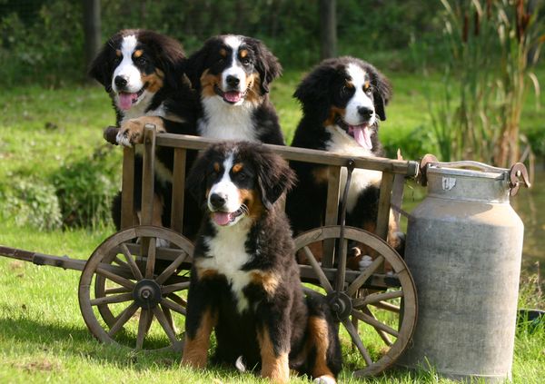 Produktbild: Lais Puzzle Berner Sennenhund 1000 Teile