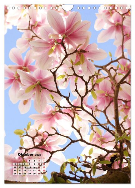 Produktbild: Magnolien Ein Fr&uuml;hlingstraum (Wandkalender 2026 DIN A4 hoch), CALVENDO Monatskalender