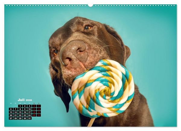 Produktbild: S&uuml;&szlig;e Schnauzen (hochwertiger Premium Wandkalender 2026 DIN A2 quer), Kunstdruck in Hochglanz