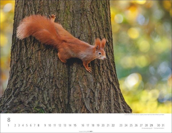 Produktbild: Heimische Wildtiere Kalender 2027