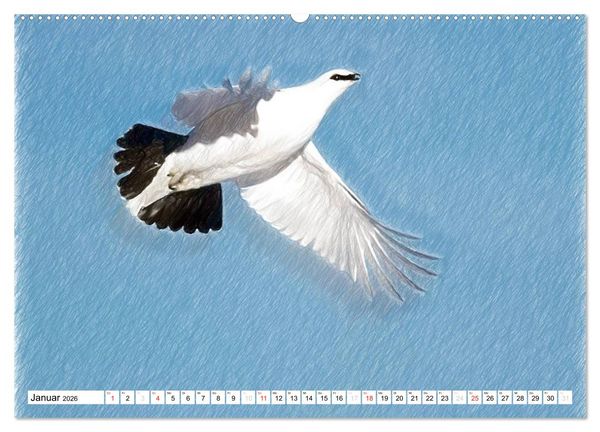 Produktbild: Schottlands Vogelwelt - Ein Portr&auml;t in Zeichnungen (hochwertiger Premium Wandkalender 2026 DIN A2 quer), Kunstdruck in Hochglanz