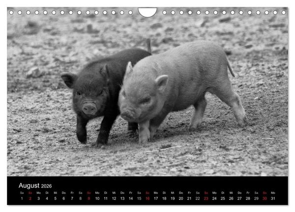 Produktbild: Das Leben der Schweine (Wandkalender 2026 DIN A4 quer), CALVENDO Monatskalender