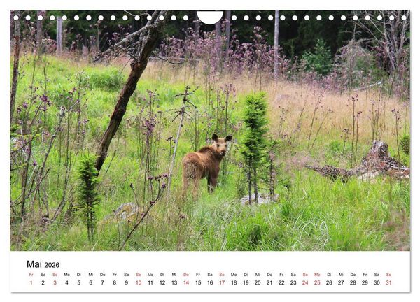 Produktbild: Schweden - V&auml;rmland (Wandkalender 2026 DIN A4 quer), CALVENDO Monatskalender