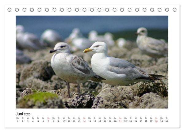 Produktbild: Sylt - Tage am Meer (Tischkalender 2026 DIN A5 quer), CALVENDO Monatskalender