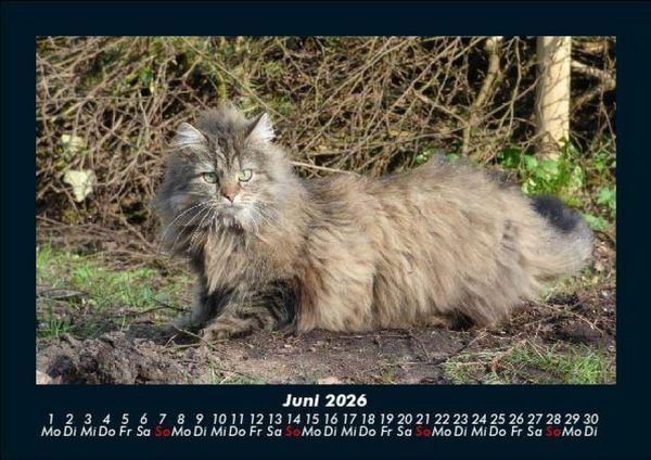 Produktbild: F&uuml;r Katzenfreunde 2026 Fotokalender DIN A5