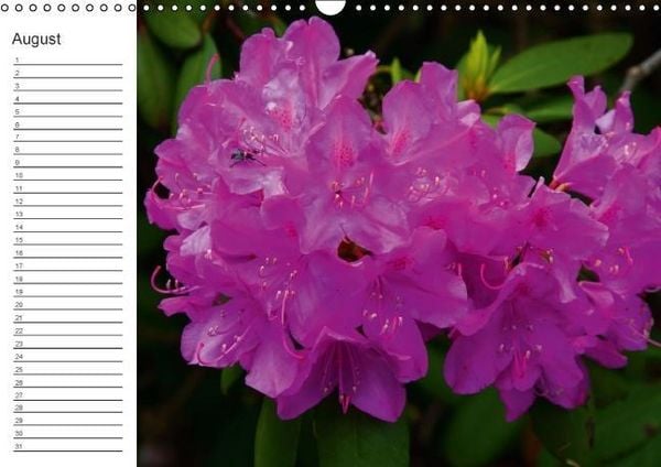 Produktbild: Ich denk an Dich ... Pers&ouml;nlicher Terminkalender (Wandkalender immerw&auml;hrend DIN A3 quer)