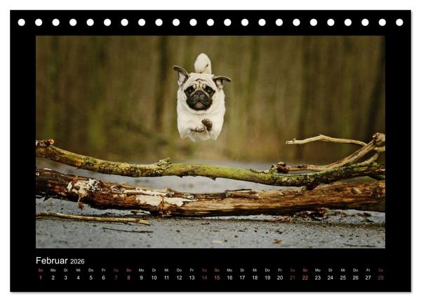Produktbild: Der Feldfurchen-Mops (Tischkalender 2026 DIN A5 quer), CALVENDO Monatskalender