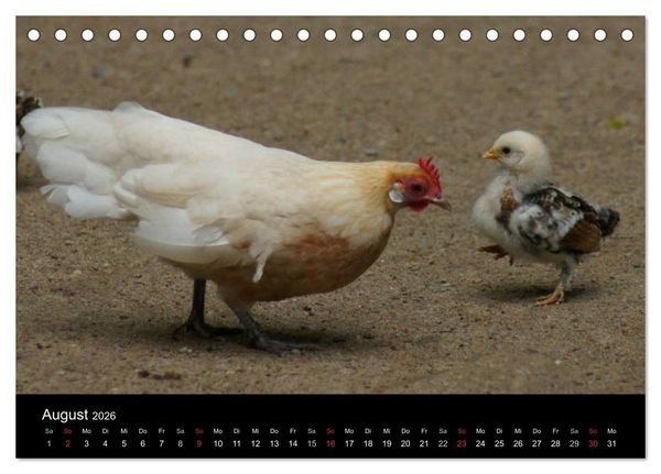 Produktbild: Die Welt der H&uuml;hner (Tischkalender 2026 DIN A5 quer), CALVENDO Monatskalender