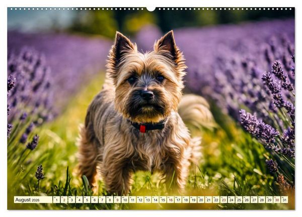 Produktbild: Cairn Terrier - lustiges Raubein aus Schottland (Wandkalender 2026 DIN A2 quer), CALVENDO Monatskalender
