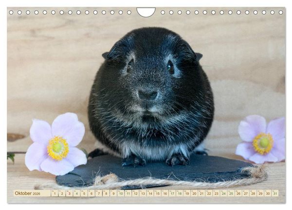 Produktbild: MEERSCHWEINCHEN neugierig - s&uuml;&szlig; - liebenswert (Wandkalender 2026 DIN A4 quer), CALVENDO Monatskalender